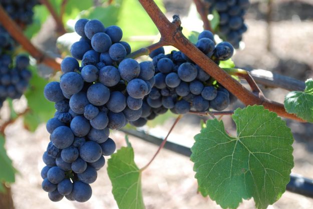 Pinot Noir2 Red Wines of Austria