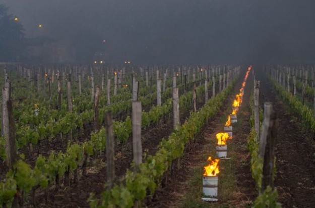 frost-fires-st-emilion-cephas-1237801-630×417 Frost impacts 2017 Bordeaux French organic wine