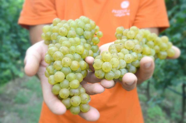 Vendemmia2017-Oltreilbiologico-LaCantinaPizzolatosrl(1)sito Pizzolato Italian Organic Wine Harvest