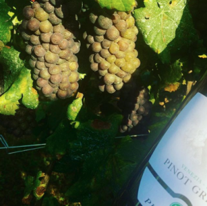 Organic Pinot Grigio