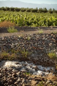 Biodynamics soil Lujan de Cuyo