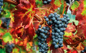 Chakana Organic and Biodynamics Grapes