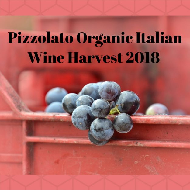 Pizzolato Organic Italian Wine Harvest