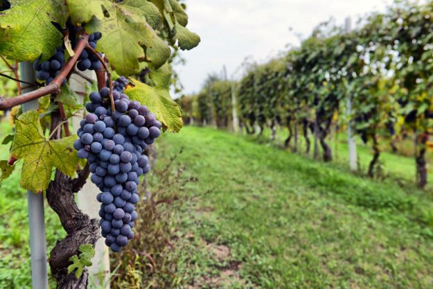 Must Have Wines of 2018 and 2019 Must Have Wines of 2018 and 2019