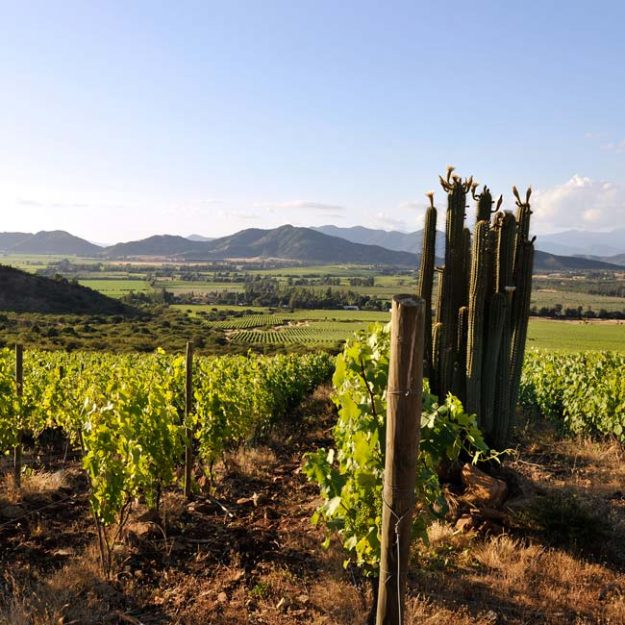 Koyle vineyards Koyle Biodynamic wine vineyard