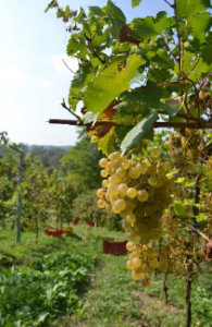 Pizzolato No Sulfites Added Prosecco Glera Grapes