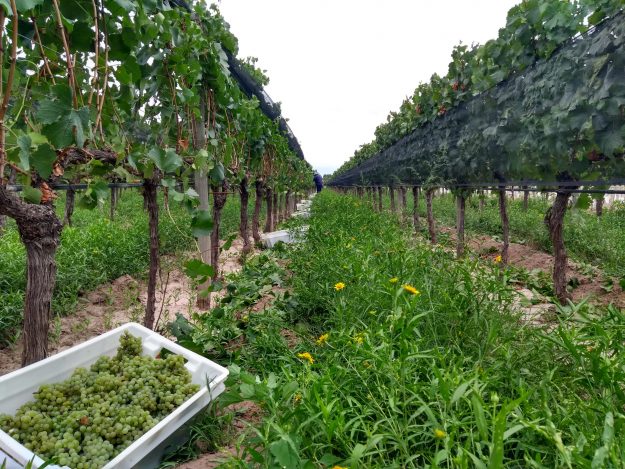 Inkarri Harvest 2019 South American Biodynamic wine harvest 2019