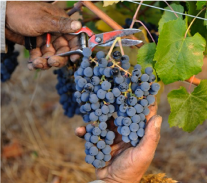 South American Biodynamic wine harvest Koyle hand picking
