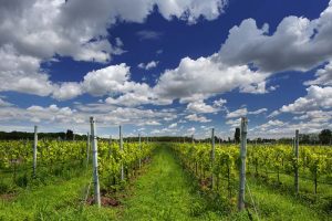 organic wine production Pizzolato