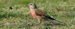 Organic Wine Production Linnet Bird