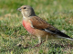 Organic Wine Production Linnet Bird