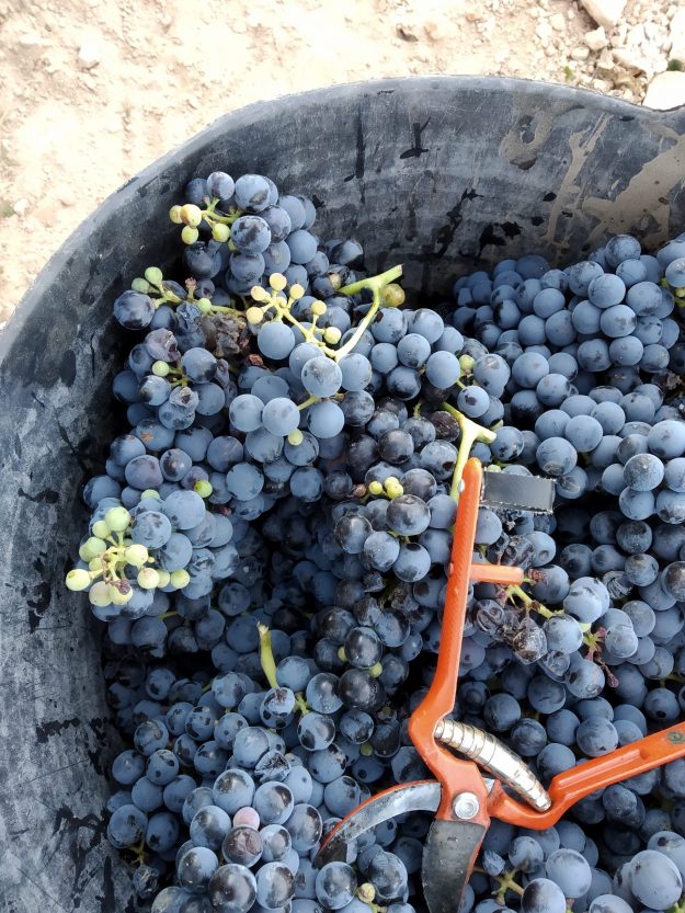 Bodegas Iranzo Grapes Bodegas Iranzo Organic Harvest 2019 2