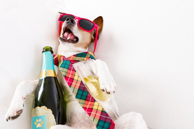 Hangover Dog Do Sulfites in wine cause hangovers?