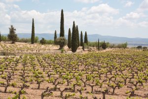 Bodegas Iranzo Bobal Vineyards