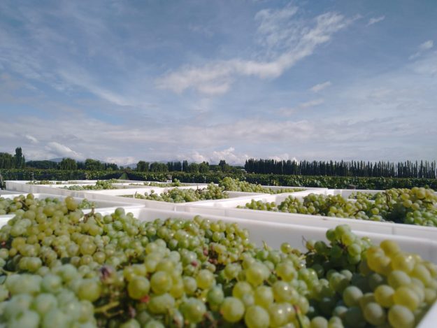 Inkarri Grapes Early Argentina Harvest