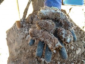 Biodynamic compost