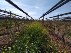 Valerian used in Biodyamic Wine