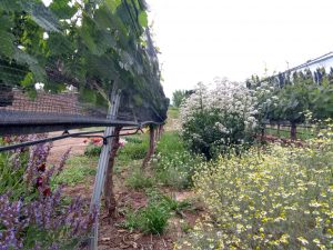 Chamomile used in Biodynamic Wine