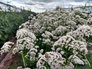 Yarrow near biodynamic wine