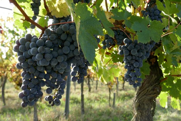 Grape Cluster Beauty Organic Winery Partner Update Grapes