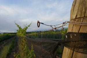 Inkarri Defining Natural Wine