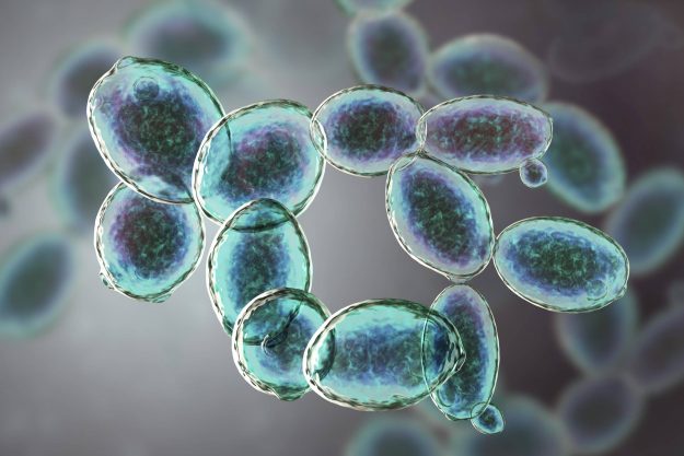 Saccharomyces cerevisiae yeast 3D Yeast Cells