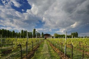 Organic Winery Cantina Pizzolato