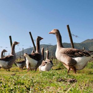 Koyle Biodynamic Vineyard