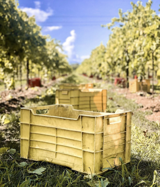 Harvest Crates Pizzolato Pizzolato Italian Organic Wine Harvest 2020