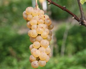 Johanniter PIWI Grape