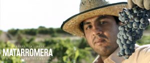 Spanish organic wine harvest