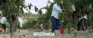 Spanish organic wine harvest